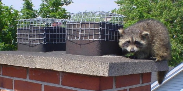 Kominiarz Strzelce Opolskie